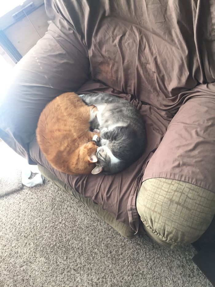 Weird-Position-Lying-Cats-Pics