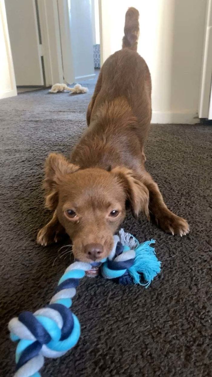 Adopted Her Her 2 Days Ago. Meet Penny!