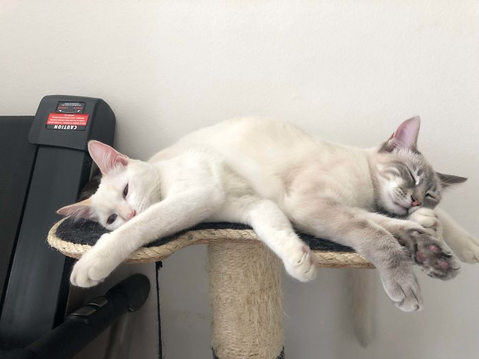 Weird-Position-Lying-Cats-Pics