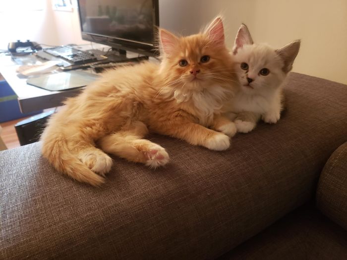 New Fam! Our 2 Sons Freshly Adopted.