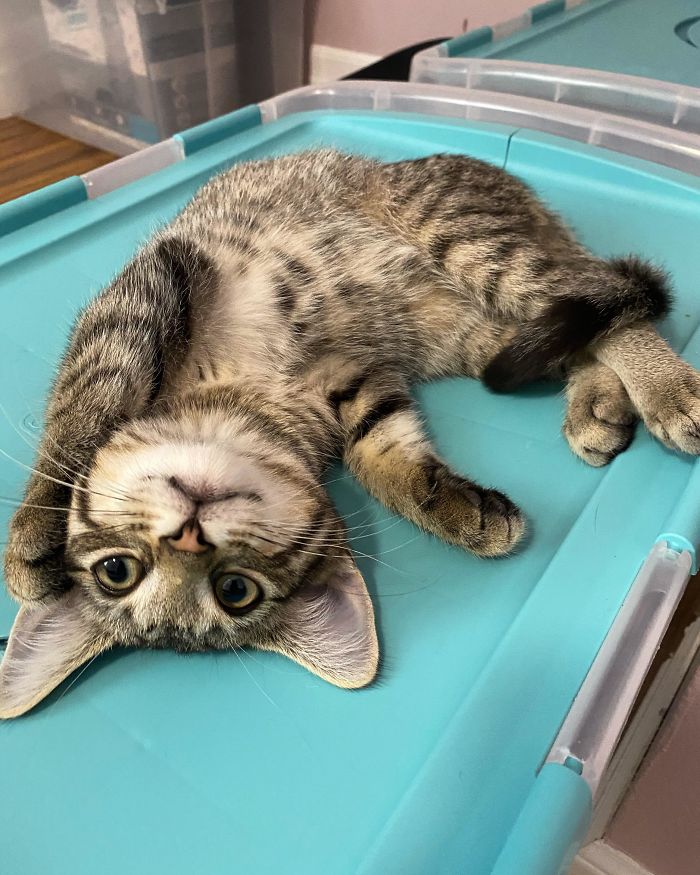 I Adopted Two Kittens Last Week, And I Think Mitzy Is Finally Accepting Me