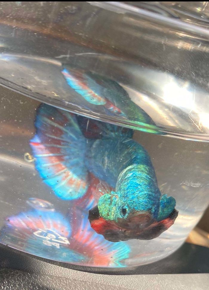 My Newly Adopted Halfmoon King! You Think He’s Happy About It?