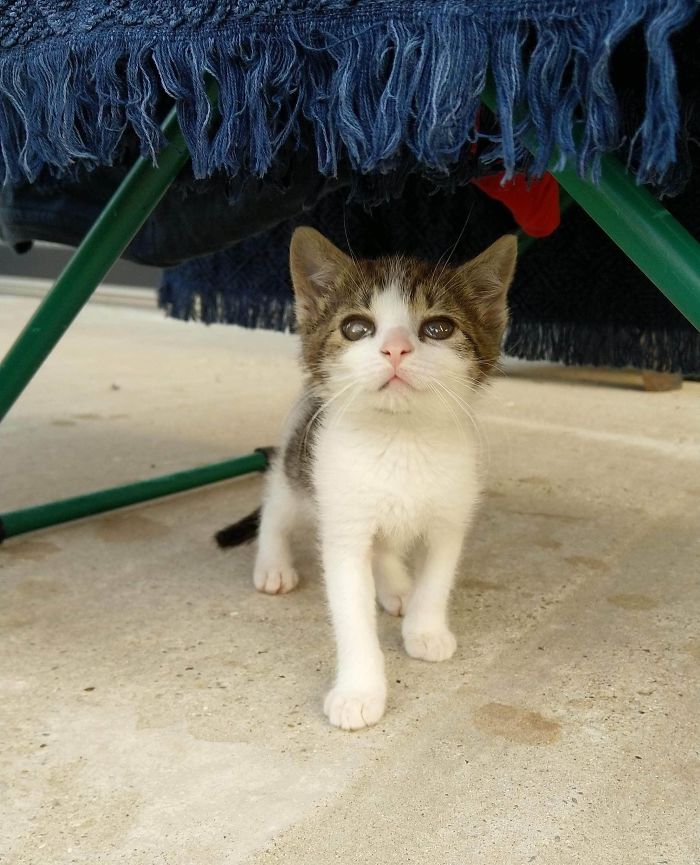 This Pretty Young Lady Was Adopted By My Friend From Me. She Named Her Chilli And I Love It. Say Hi To Chilli!