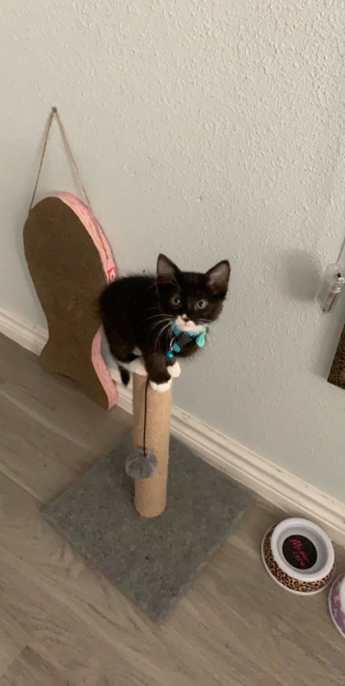 We Recently Fostered Some Kittens And I Just Got This From One Of The Adopters. We Always Knew This One Was Special