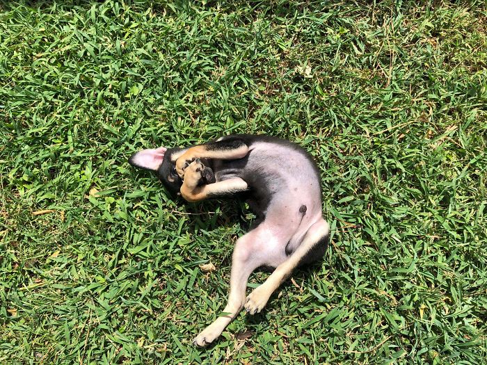 I Adopted This Weirdo Last Saturday