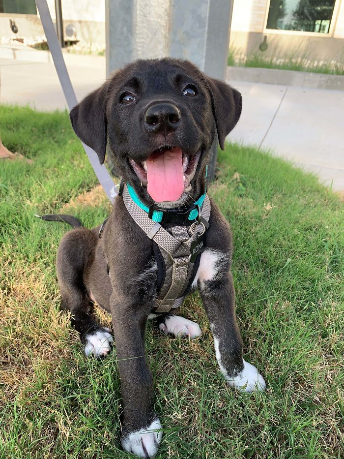 Adopted This Cutie A Couple Of Months Ago!