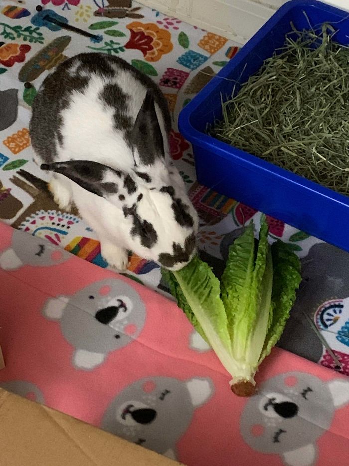 Adopted A New Bun Today! His Neglectful Owners Told Us, “ He Doesn’t Like Vegetables. Only Bananas.” Riiiiight