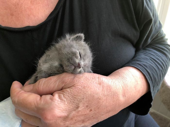 My Mom Rescued This Wee One From A Woodpile Just Two Weeks Ago. The Mother Is Feral But She Still Comes Around, And My Mom Feeds Her Twice A Day, Too. Next Up, Cnr For The Mom Cat!