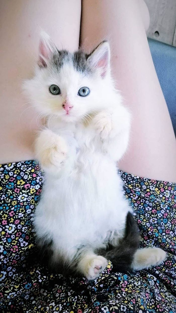 11/06/19, The First Picture Of Our Youngest Rescue Cat, Kan. Heard Him Wailing At Around 3 Am, Looked For An Hour For Him, Pulled Him Out Of A Local Creek 24 Hours Before This Was Taken. Absolutely The Cutest