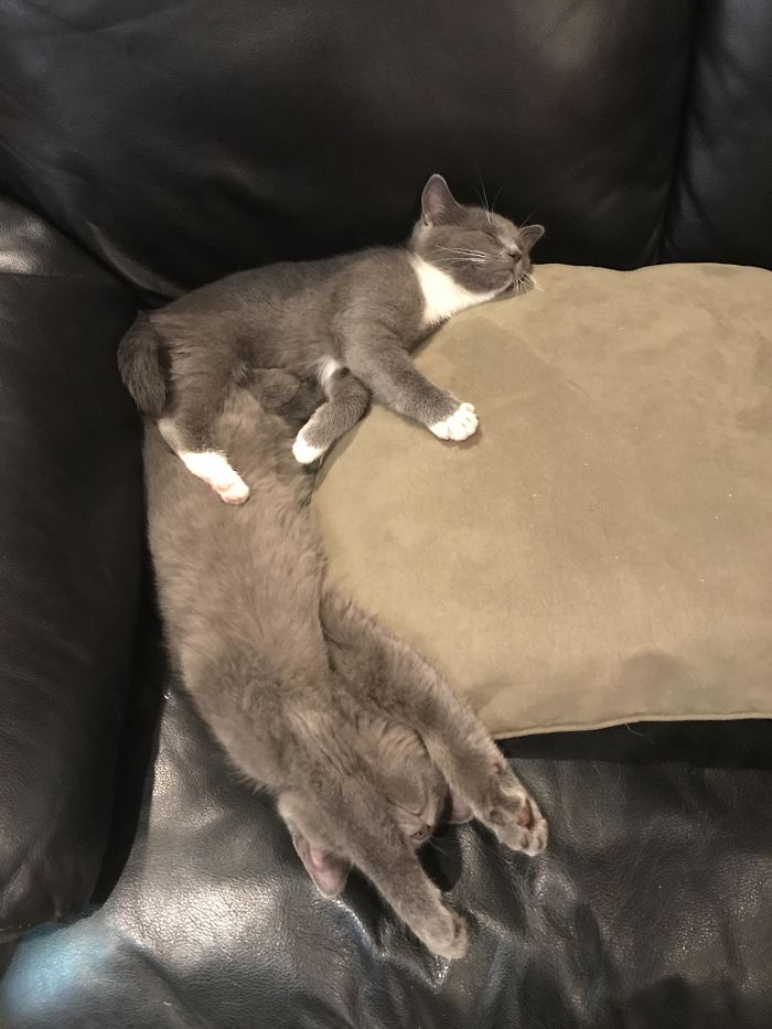 Weird-Position-Lying-Cats-Pics