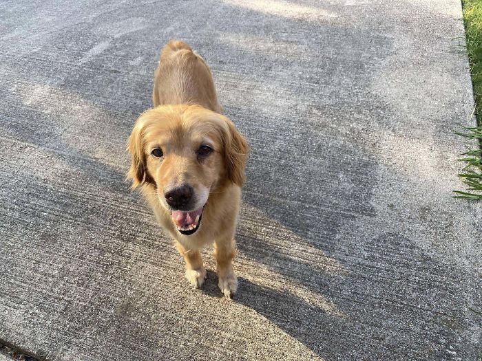 3 Months Ago My Mum Rescued Bella From 10 Years At A Puppy Mill. She Now Spends Most Of Her Day Sleeping, But She Still Smiles After Dinner Time.