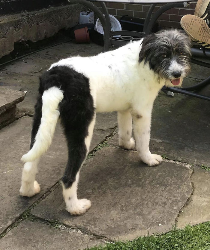 My Aunt's New Rescue, Dudley, Looks Like He's Wearing Trousers