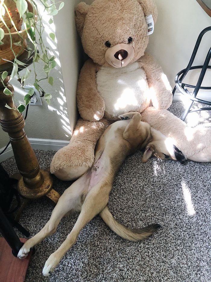 Finnegan Always Sleeps Like This! I Rescued Him 3 Months Ago. Best Decision Ever!