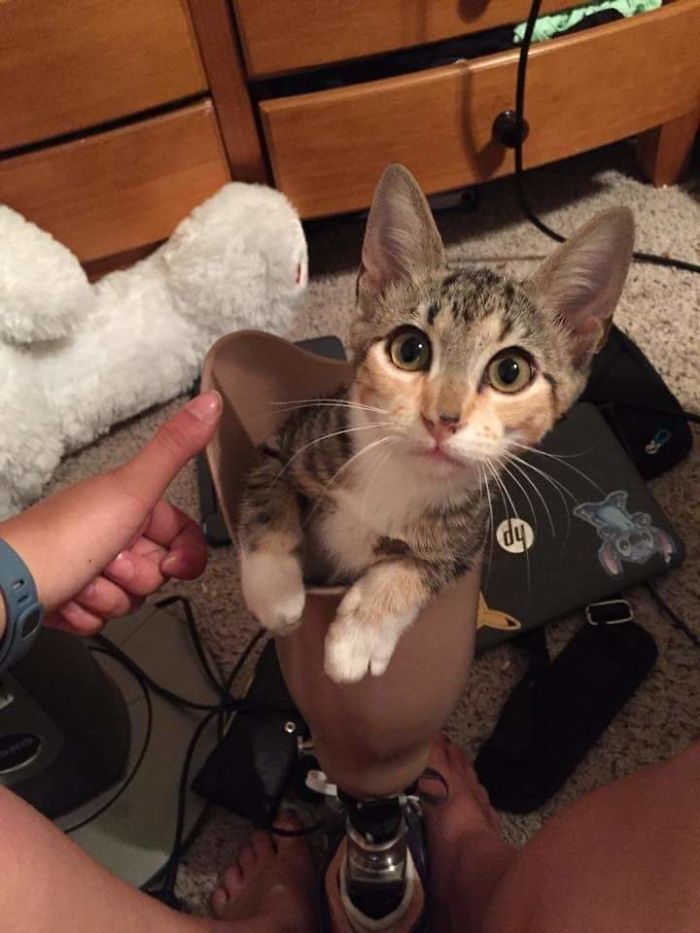 Argh.. I'm A Pirate! My Rescue A Few Days After We Got Her Trying Out My Leg For Size