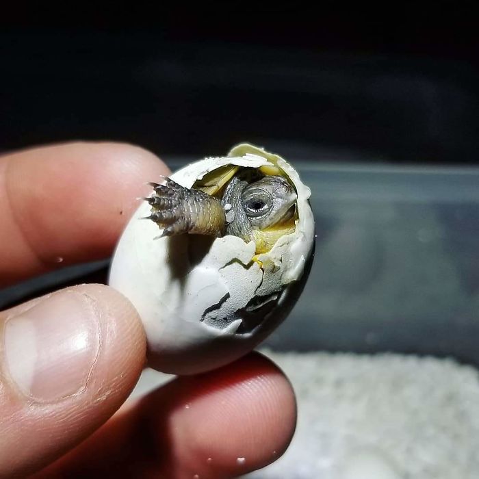 One Of My Endangered Blanding's Turtles "Emydoidea Blandingii" Taking Her First Breath In My Fingers