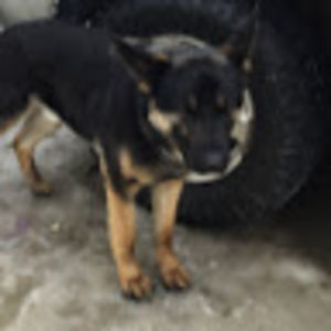 alainakolkert avatar