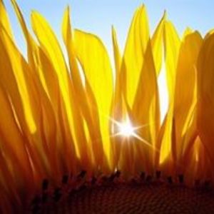 lirioescarlata avatar