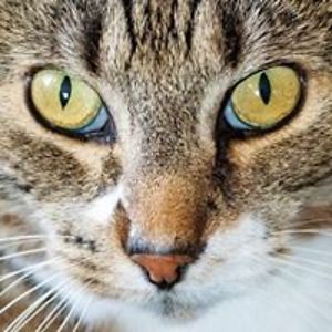 zorrothecat17 avatar