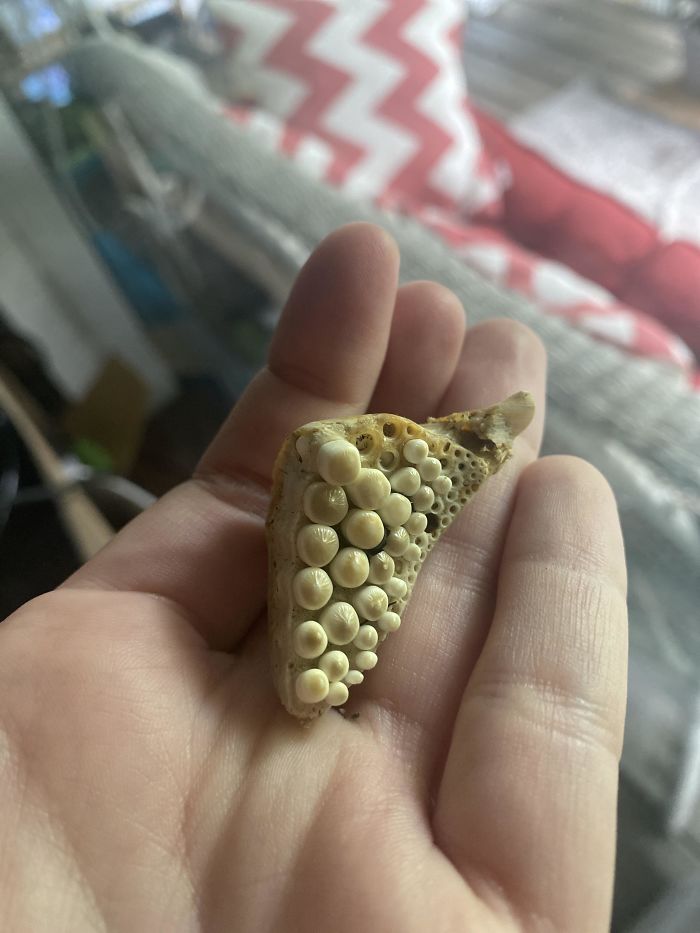 Found On A Beach Of Lake Erie. I’ve Lived Near The Lake My Whole Life And Never Have Seen Something Like This. What Is This Thing?