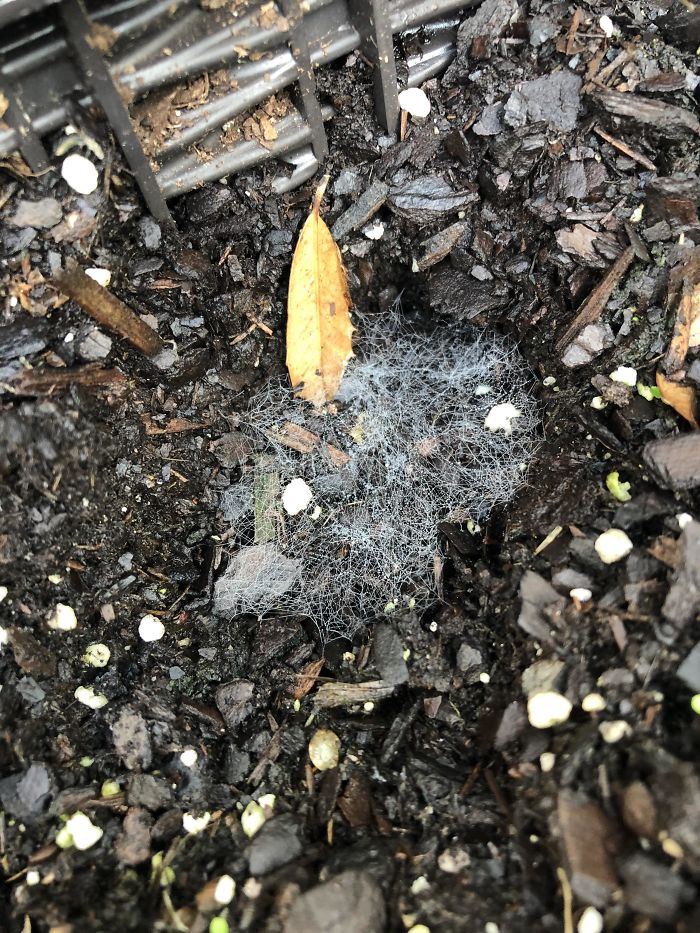 What Are These Shallow Holes With Webs In My Garden? A Bunch Of Them Showed Up This Morning