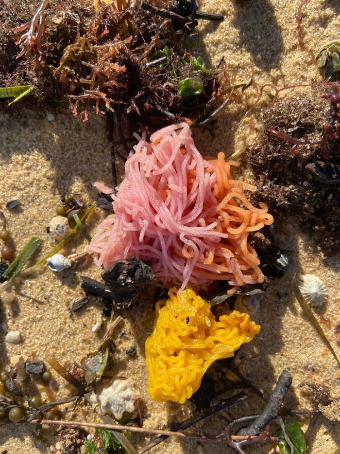 What Are These Brightly Coloured String-Like Things That Were Washed Up On An Australian Beach?