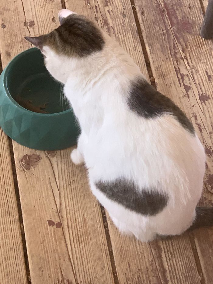 Moo Moo Catches/Watches A Lizard