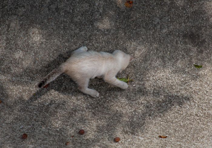 This Stray Got A Small Lizard To Play With. Eventually He Ate It