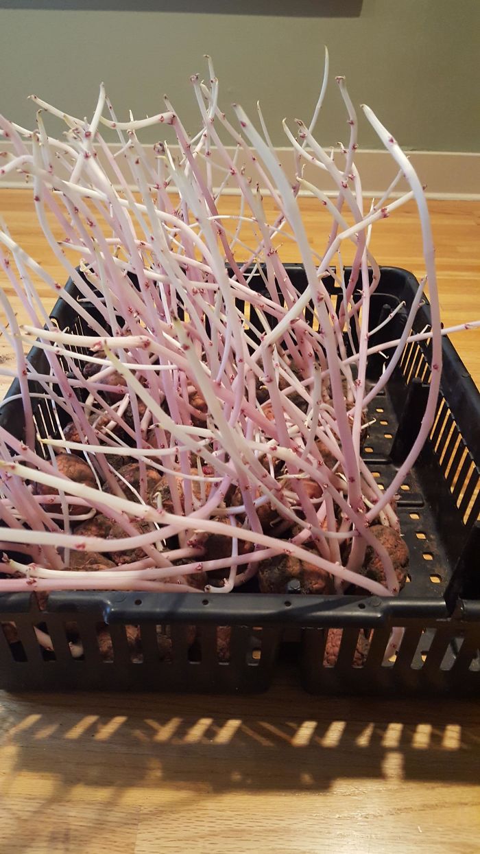 What Happens When You Leave Potatoes In The Cellar For 6 Months