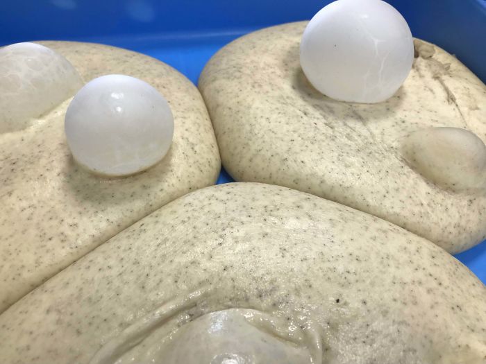 This Is What Happens To Expired Pizza Dough