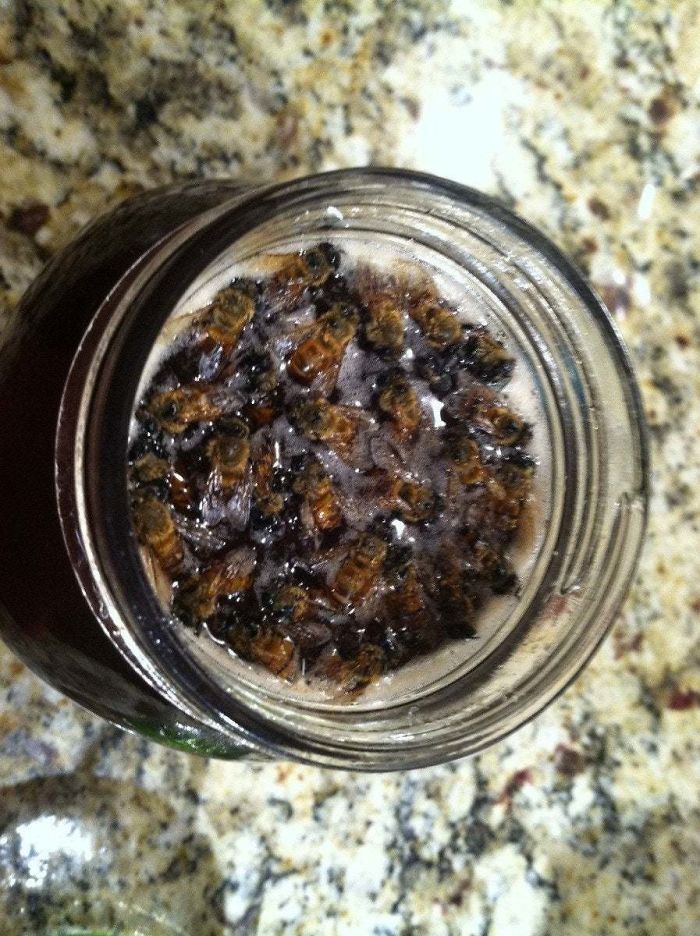 My Dad Keeps Bees. This Is What Happens When You Accidentally Leave The Lid Off Of A Jar Of Honey