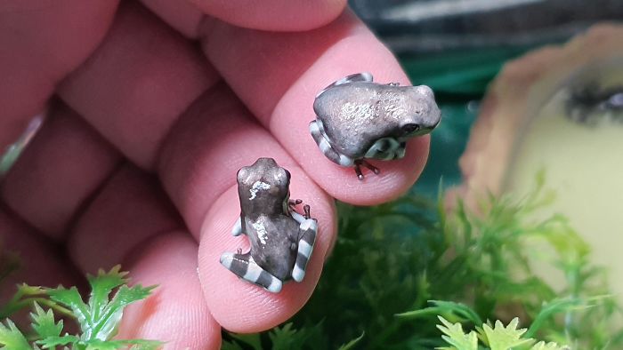 More Amazon Milk Froglet Fun. Little & Large