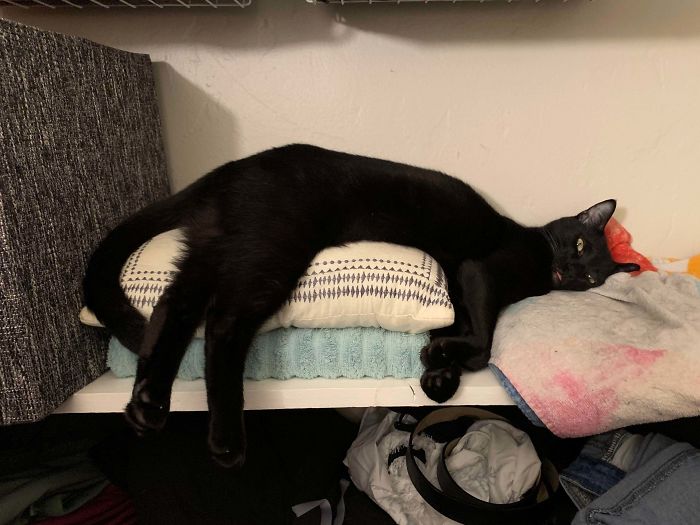 No He’s Not Dead, He’s Just Very Comfortable