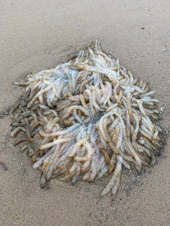 What The Heck Is This Jelly Like Object From Ainsdale Beach, North West UK?!