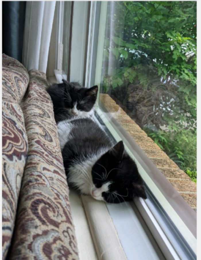 2 New Kittens I Adopted Today