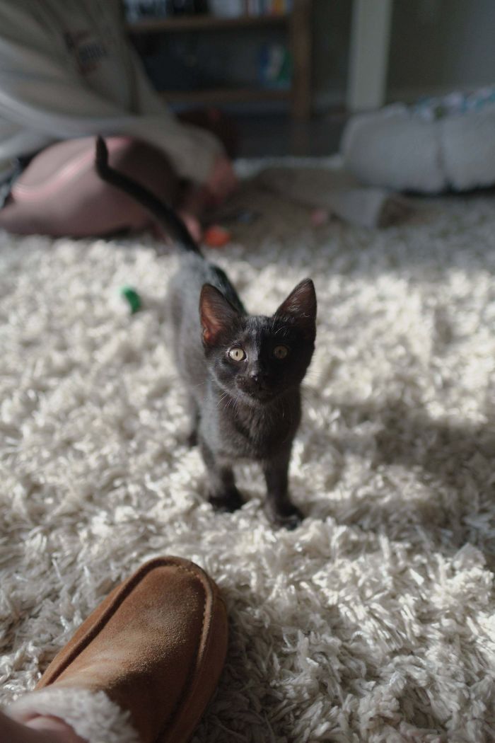 Meet Sesame, Adopted Today To A Forever Home