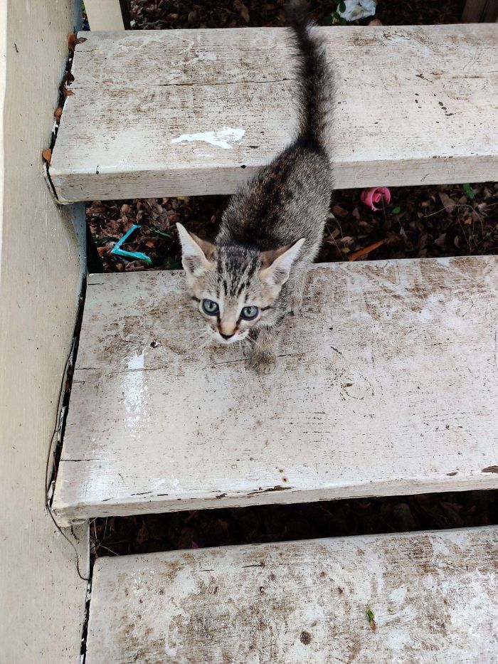 Adopted This Smol Gal