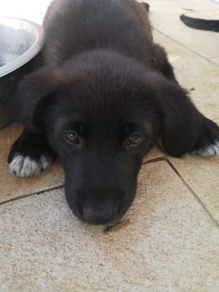 Adopted This Good Girl 2 Days Ago, Say Hello Everyone