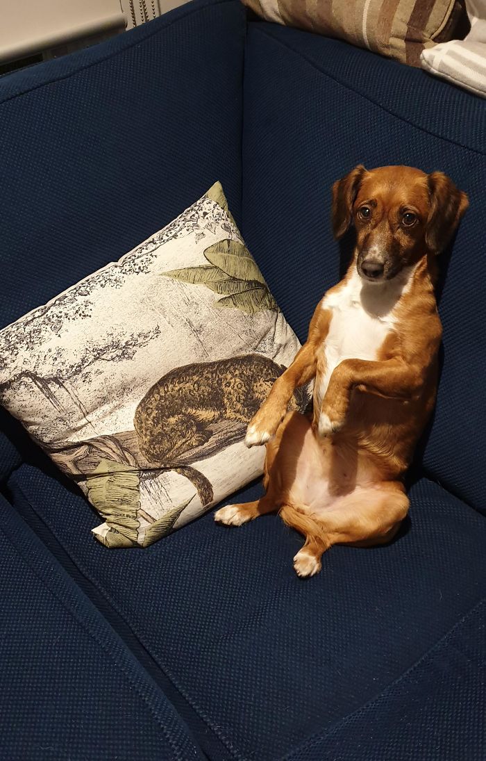 Adopted A Dog From The Shelter. Or Possibly A Meerkat