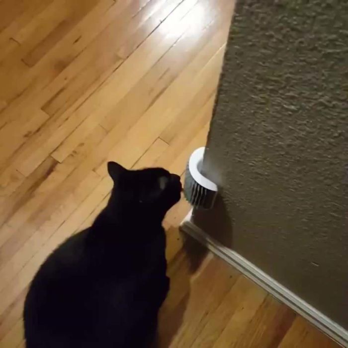 Someone Doesn't Understand The New Face Scratcher