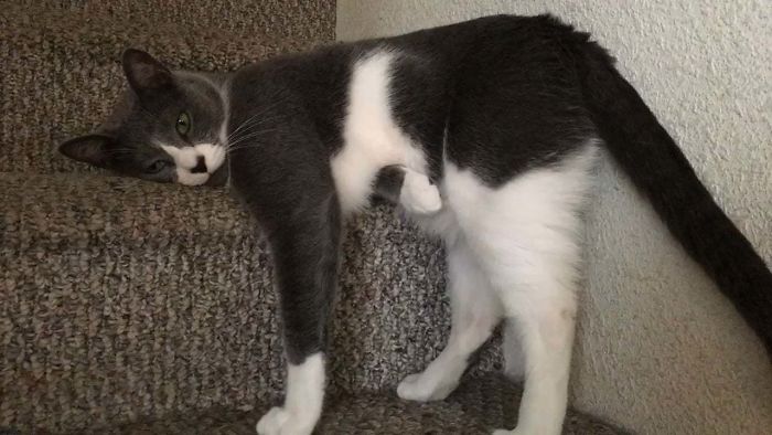 Leo Has An Odd Way Of Relaxing