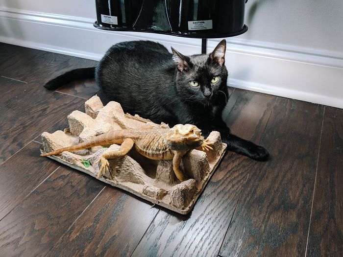 I Recently Moved And Have This Temporary Set Up At A Corner. My Cat Love To Bake With My Bearded Dragon
