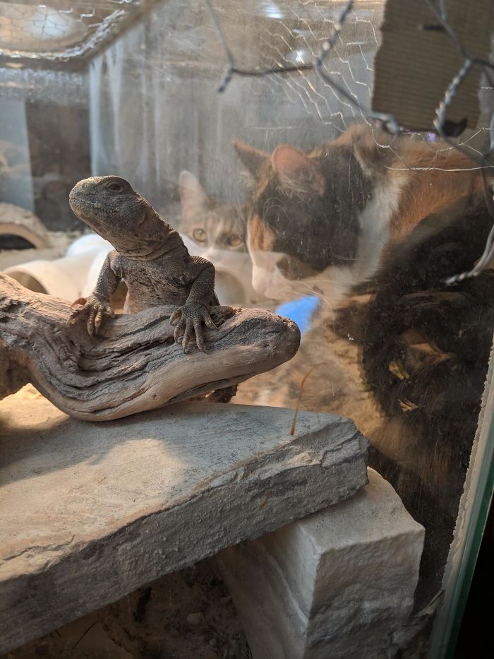 My Lizard Thinks The Cats Can Feed Him. Umm