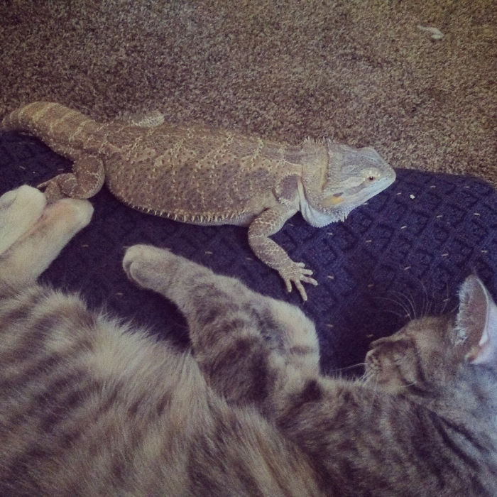 Lately They've Been Inseparable. Cobra (Beardie) Arya (Cat)