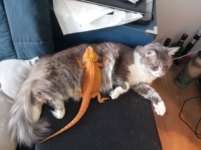 Mulan With One Of My Lizards