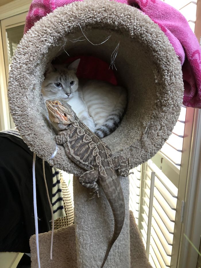 Unlikely Friends - Siamese Kitty & Bearded Dragon