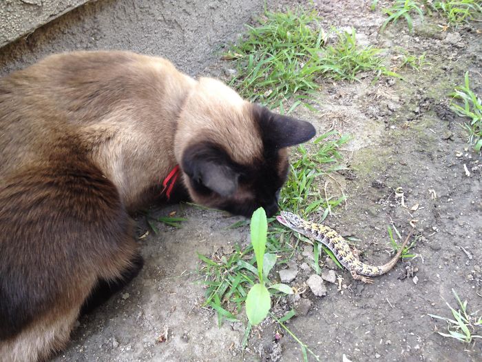 This Lizard Battles Our Cat