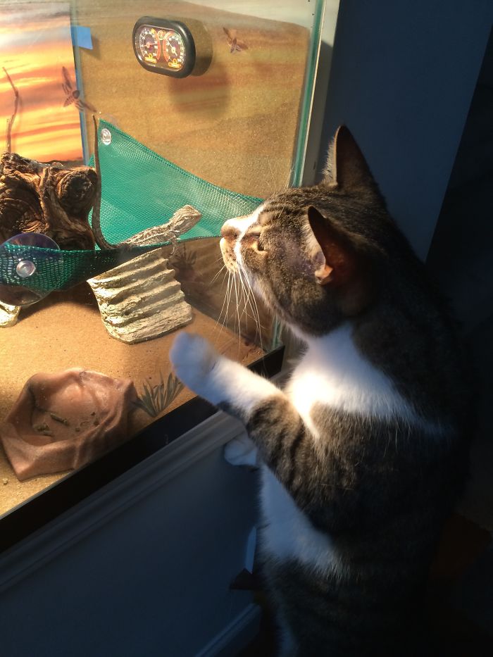 My Cat Just Realized It's Not An Empty Tank Anymore