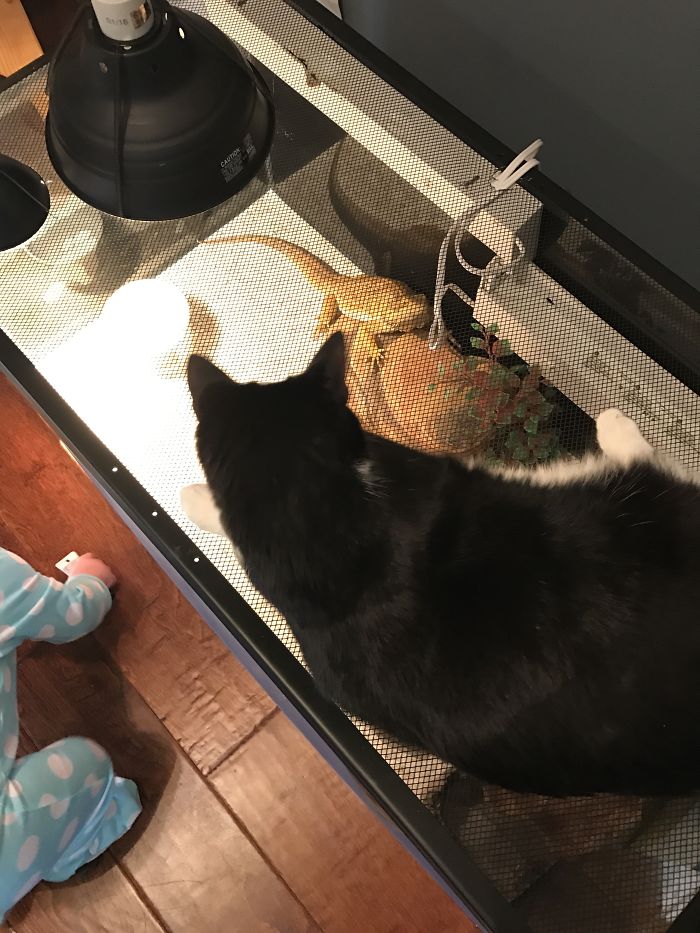 The Cat Is Very Curious