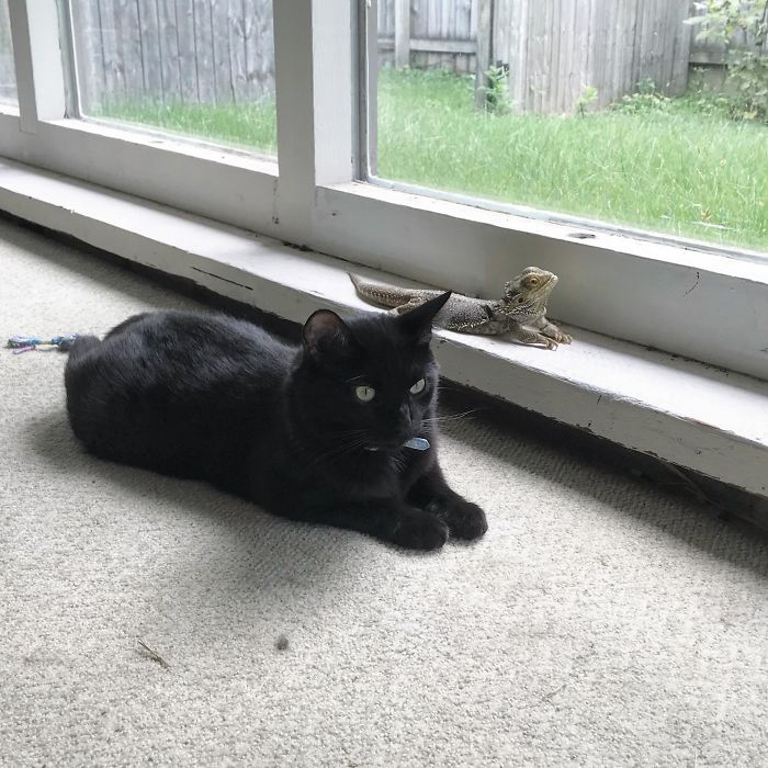 He Has His Own Bouncer (Against Other Cats)