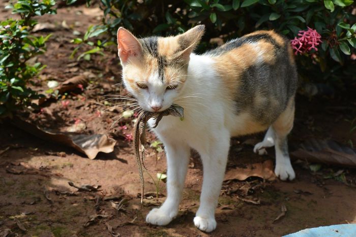 Mama Cat Hunted A Lizard For Her Kitties